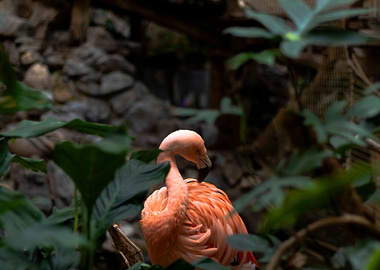 Mysterious flamingo B