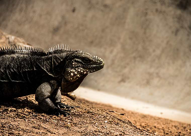 Iguana