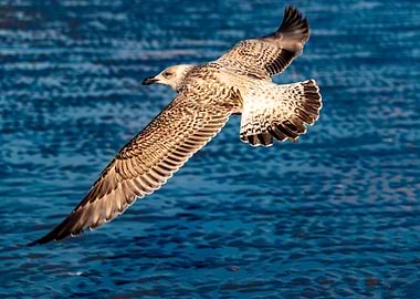 Juvenile Laughing Gull