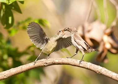 Female Palestine Sunbird