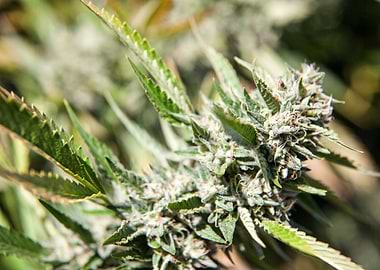 Cannabis flower Cannabis