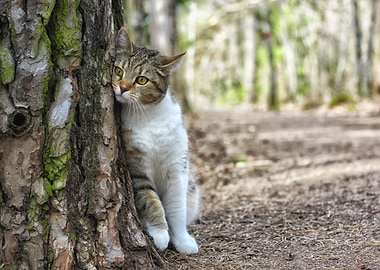 Tree hugging cat