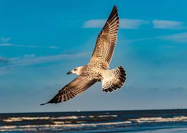 Juvenile Laughing Gull B