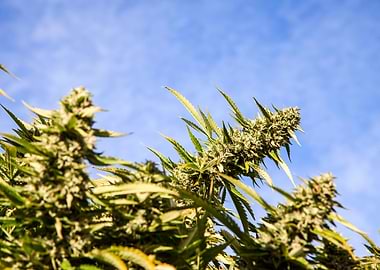 Cannabis flower Cannabis