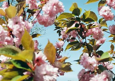 Blue Sky Flowering Tree
