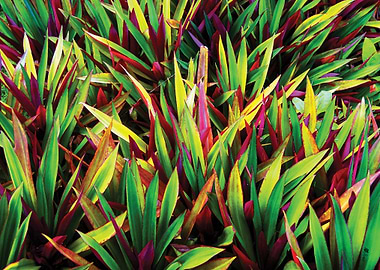 Garden Siargao Philippines