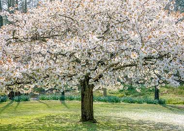 Cherry Blossom Tree