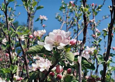 Blossom in the Trees