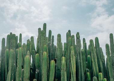 Cacti Everywhere