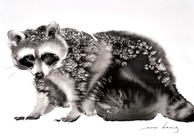 Baby Raccoon