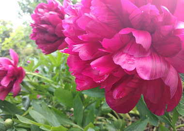 Peonies