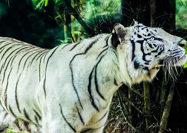 Bengal white tiger
