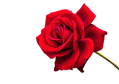 red rose on white