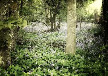Bluebell Woods