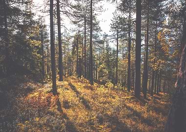 Rusty Times in Forest