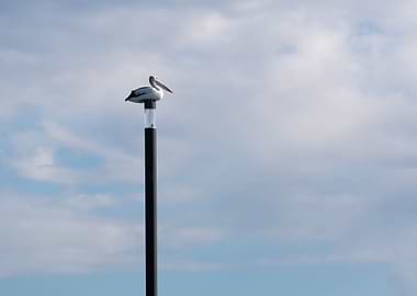 Bird On A Pole