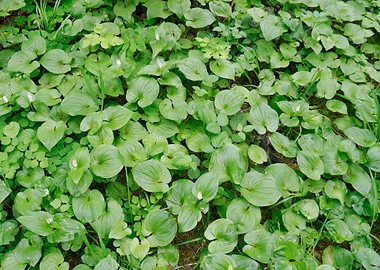 Very Green Ground Cover