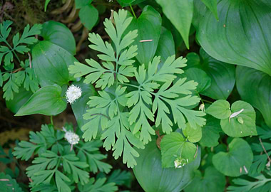Ferns and other plants