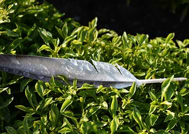 Dew Feather