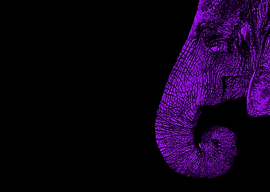 purple elephant