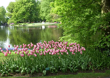 Keukenhof