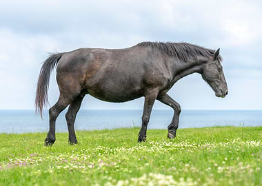 Wild black horse