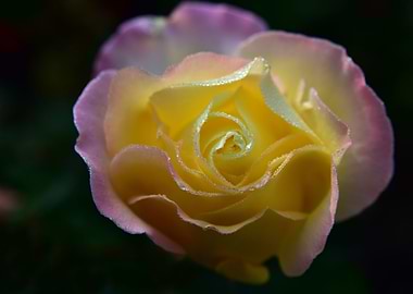Yellow Lilac Rose