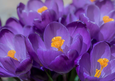 Purple Crocus