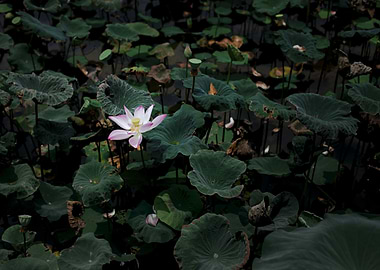 White Lily Among Leaves