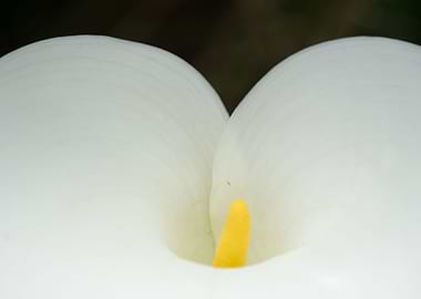 Calla