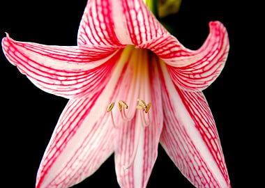 Pink Striped Orchid