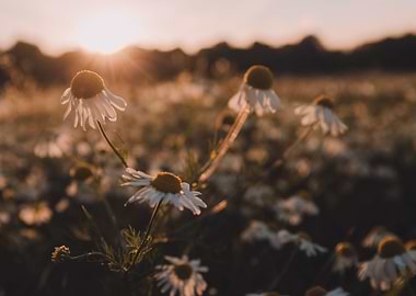Daisy Field