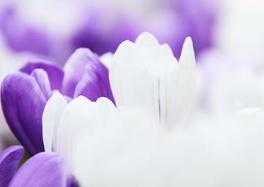 White and Purple Crocus