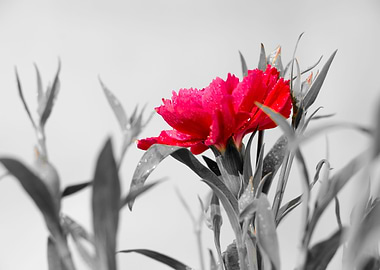 Red Dianthus Flower