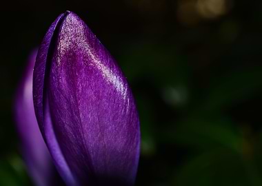 Single Purple Crocus