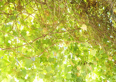 Green Sky