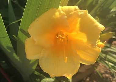 Yellow Flower