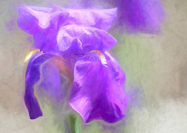 iris gladiolus in bloom