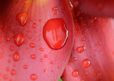 Dewdrops On Red Lily