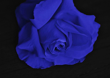 Deep Blue Rose On Black