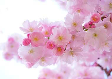 Cherry Pink Blossom