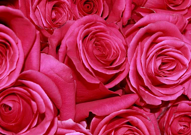Deep Pink Roses