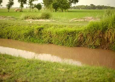 Green banks of canal