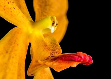 Orange Blossom Orchid 1