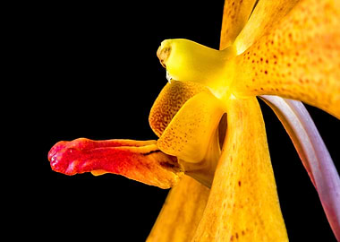 Orange Blossom Orchid 2