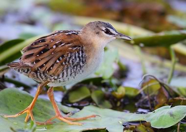 Yellow Breasted Crake