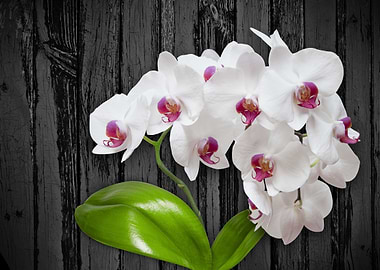 White Orchids On Wood