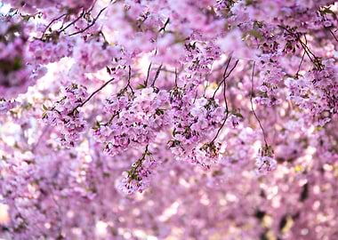 Cherry Blossom Flowers