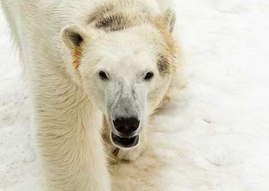 Polar Bear
