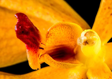 Orange Blossom Orchid 3